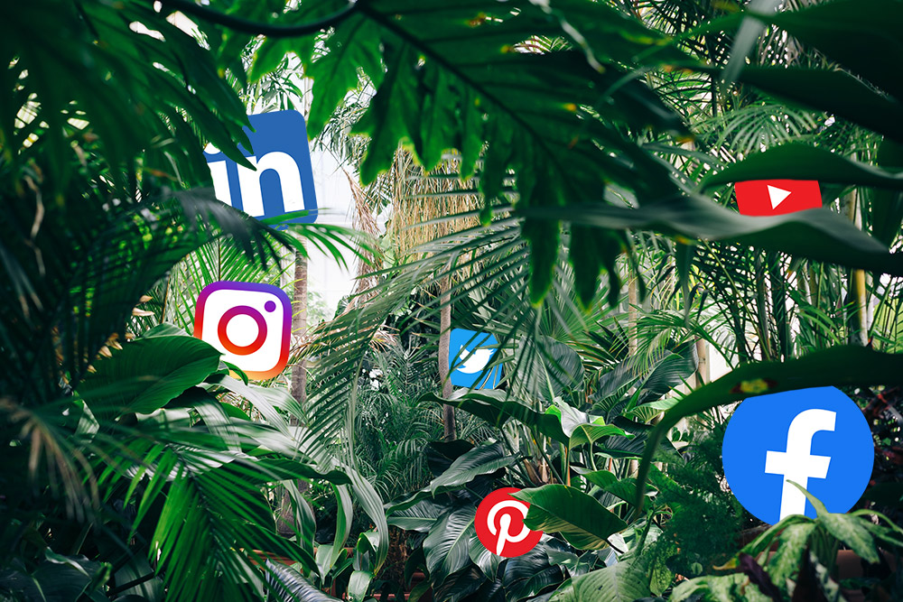 Standing Out in The Media&nbsp;Jungle.